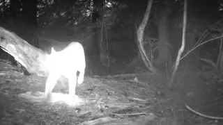 Two cougars passing by trail camera.