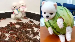 Tik Tok Chó Phốc Sóc Mini 😍 Funny and Cute Pomeranian #3