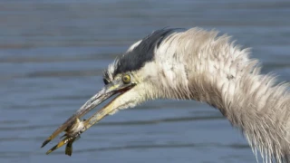 Great Blue Heron Fishing for Sculpins