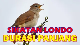 suara burung sikatan Londo jernih durasi 2 jam masteran burung paling ampuh dari masa ke masa