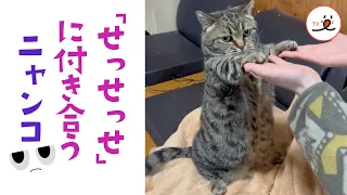 飼い主の「せっせっせ」に付き合ってあげるニャンコさん｜PECO