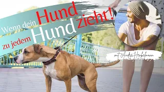 Wenn dein Hund zu jedem Hund will und zieht! Profi-Tipps!