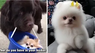 Mini Pomeranian 🔴 Funny and Cute Pomeranian Videos | Funny Puppy Videos compilation