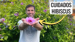 CUIDADOS PARA HIBISCUS: máxima floración para hibisco syriacus, altea, rosa de Siria || en20metros