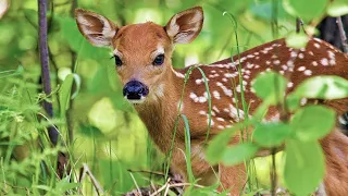 Newborn fawn (baby whitetail deer) near our property