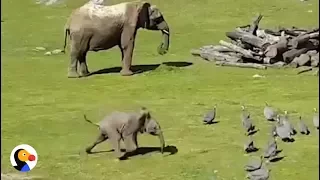 Baby Elephant Chasing Birds FAIL | The Dodo