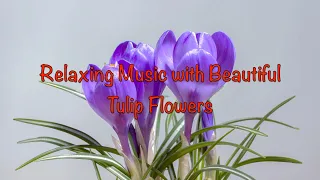 Relaxing  Music with Beautiful Tulip Flowers