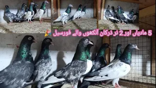 5 madiyan or 2 nar taddy kabootar for sale .