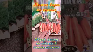 Мой лучший сорт моркови 🥕//The best variety of carrots 🥕 #shorts  #морковь #огород