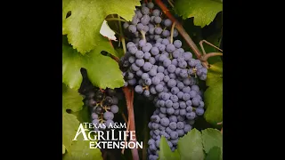 Harvesting Backyard Grapes and Making Wine at Home