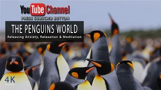 The Penguin World | Sound of Penguins | Meditation | Relaxing Sound | Calming | The Channel Official