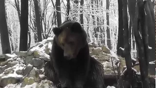 Первая зима семьи медведей в Галиче после спасения, ч.1