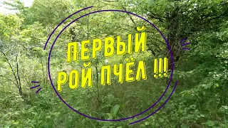 Я очень рад: рой пчел заходит в ловушку!!! / Пчеловодство на Кубани