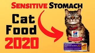 Top 5 Best Cat Food For Sensitive Stomach 2020  | Exclusive Cat Food For Sensitive Stomach Right Now