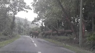 Muthanga Wildlife Sanctuary |  Wayanad.