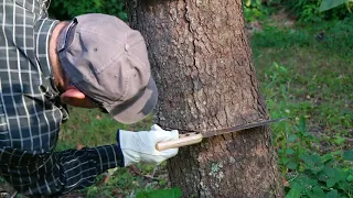 Como Desacerte de un Arbol no Deseado en Minutos