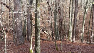 Alabama Bigfoot Bigfoot Attack Revisited