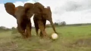 Cute Elephants Play Football in Africa! | BBC Studios