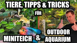 Geeignete Fische für Outdoor Aquarium & Miniteich + Tipps & Tricks