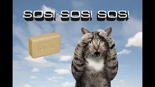 Кота хотят опустить! SOS! (Озвучка Ivona Maxim) 18+