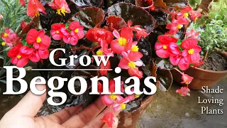 Begonia Plant Care | Wax Begonia Flowers l How to Grow Them