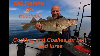 Fishing Adventure: Epic SIB Fishing Catching Codling And Coalfish at Beadnell!