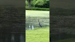 Great blue heron flying across a pond #birds #wildlife #nature ￼