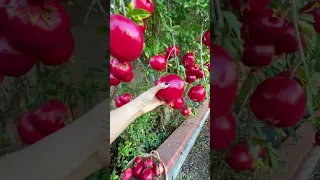 Homegrown Pomegranate.