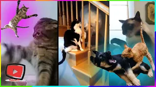 Funny Cats vs Dogs Compilation - Cat Dog Fight