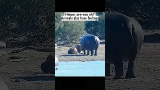 This hippo saved a lion from dying 😯 | Animals also have feelings 🥺 #shorts