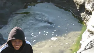 Rescues at Tamarama Beach / Oz Salmon - Video by Cora Bezemer (Music by Bensound.com)