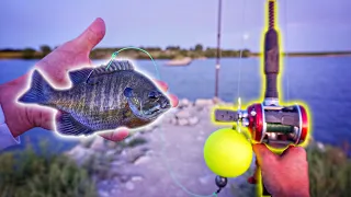 Fishing w/ BIG LIVE BLUEGILL For Jetty GIANTS!!! (Surprise Catch)