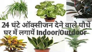 24 घंटे ऑक्सीजन देने वाले पौधे/Air Purifier Plants Indoor/Best Indoor Plants that Produce Oxygen 24