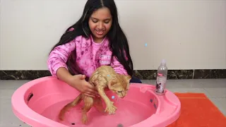 شفا تسبح قطط ! ! First bath for kitten