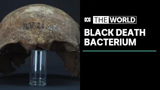 Black Death bacterium in 5,000-year-old body shows ancient roots of medieval plague | The World