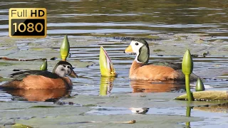 BIRDS OF SOUTH AFRICA PART 5 of 10