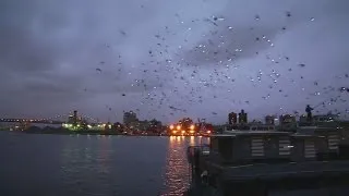 A New York City light show...performed by pigeons!