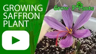 Growing Saffron plant