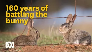 160 year battle against one of Australia's worst invasives 🐇 | Meet the Ferals Ep 6 | ABC Australia