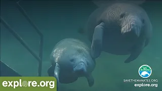 Underwater Manatee Cam at Blue Spring State Park