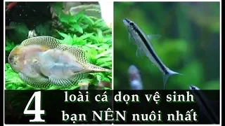 Những loài cá này sẽ không làm bạn THẤT VỌNG trong công việc vệ sinh hồ cá.