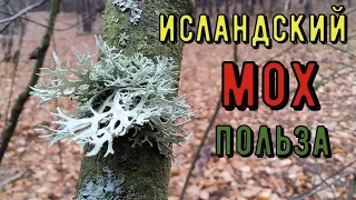 Исландский мох ( лишайник ) - чудо - лекарство! Всё о целебных свойствах лишайника