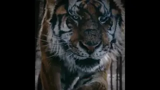 TIGER WHATSAPP STATUS - Mountainlord