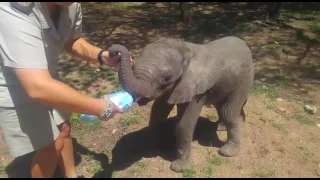 Orphaned baby elephant Shawu just loves his bottle!