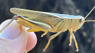 Fishing with grasshoppers on small canal