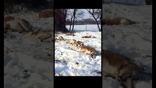 Why DEAD Elk This Winter in UT?