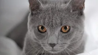 Породы серых кошек 1