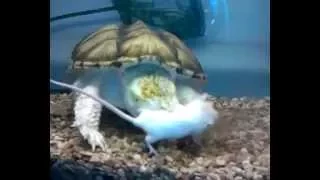 Snapping turtle *LIVE FEEDING*