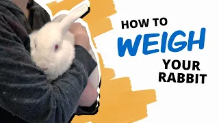 How to Weigh Your Rabbit