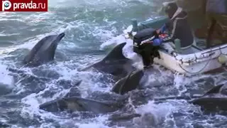 бойня дельфинов